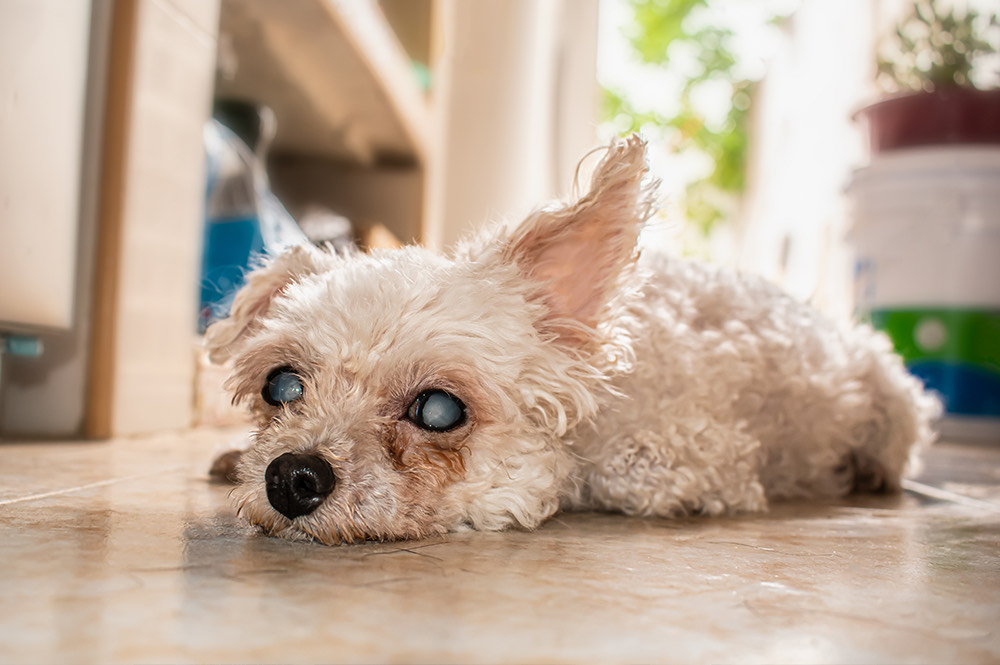 What Animals Develop Cataracts?